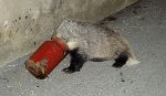 Tierrettung © BF Graz Tierrettung