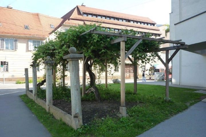 Weinrebe