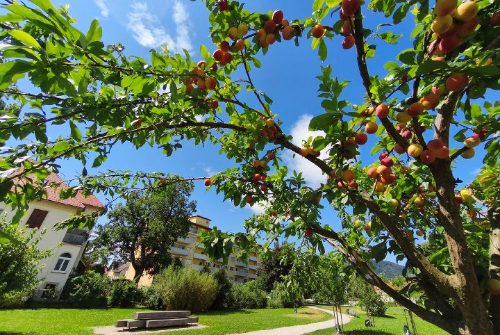 Kirschbaum im Dagmar-Grage-Park